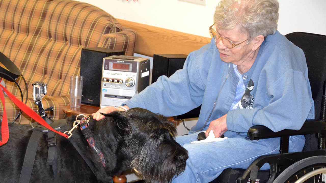 Some volunteers work for cuddles and cookies